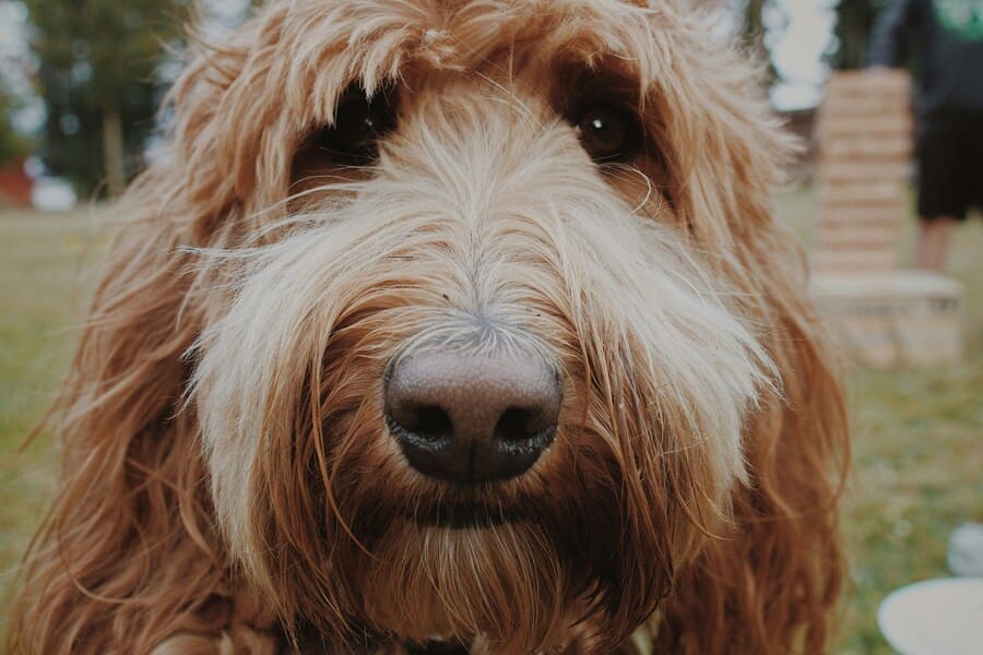 Briard brauner Hundekopf