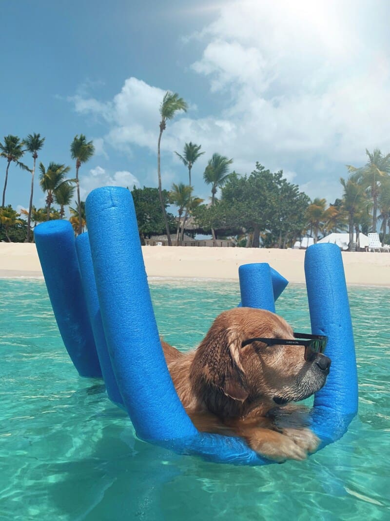 Hund, der auf einer Poolnudel im Meer schwimmt
