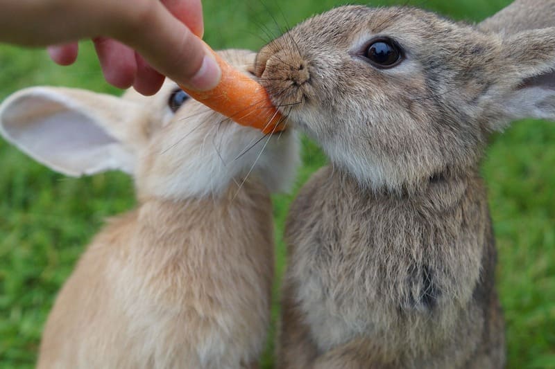 Zwei Kaninchen, die eine Möhre fressen