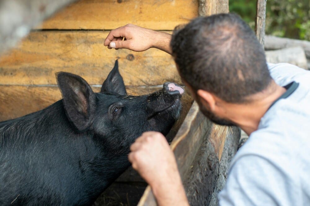 Mann, der ein Schwein streichelt