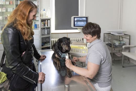 Foto von Frau Dr. Richter bei der Ultraschalluntersuchung eines Hundes